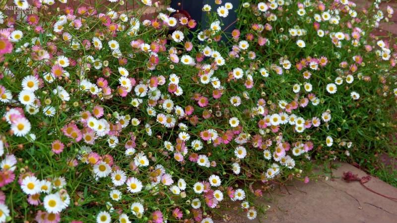 Erigeron Karvinskianus Stallone (1032)